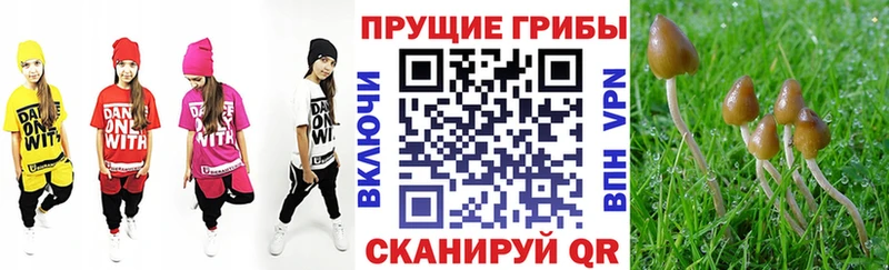 Псилоцибиновые грибы MAGIC MUSHROOMS  сколько стоит  Торжок 